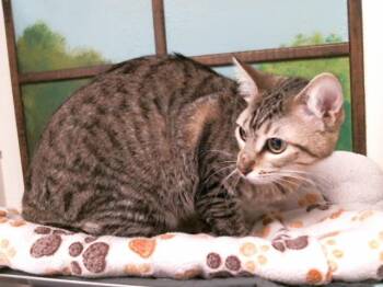 Domestic Short Hair Cats Available for Adoption in Houston, Texas - EMMIE | PetCurious