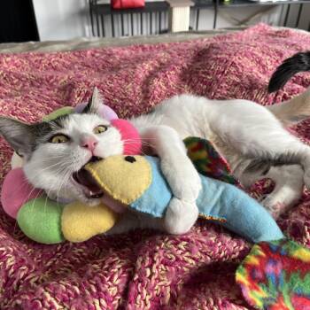Domestic Short Hair Cats Available for Adoption in Eaton Rapids, Michigan - Pickle Lily 55081 | PetCurious