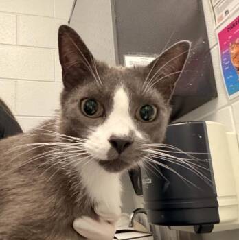 Bruce Purrsteen -  Domestic Short Hair Cat for Adoption in Golden, Colorado - Bruce Purrsteen | PetCurious
