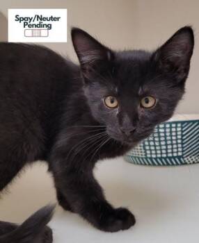 Froggy -  Domestic Short Hair Cat for Adoption in Kalispell, Montana - Froggy | PetCurious