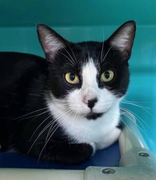 Rescue Domestic Short Hair Cats for Adoption in Key West, Florida - Bam Bam | PetCurious