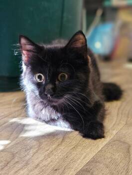 Ferret -  Domestic Medium Hair Cat for Adoption in Pomona, New York - Ferret | PetCurious