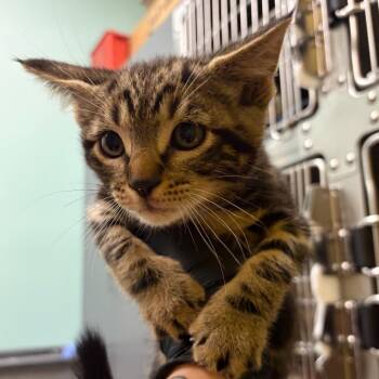 Barqs (royal) -  Domestic Short Hair Cat for Adoption in Keizer, Oregon - Barqs (royal) | PetCurious
