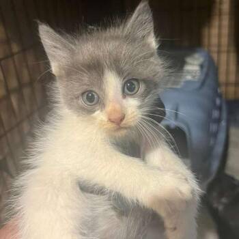 Pips -  Domestic Short Hair Cat Available for Adoption in Winchester, Virginia - Pips | PetCurious