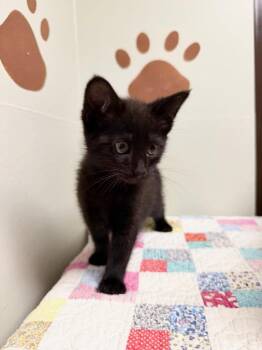 Pirate -  Domestic Short Hair Cat for Adoption in Lovingston, Virginia - Pirate | PetCurious