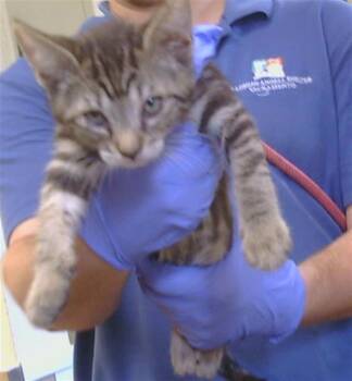 CARACAS -  Domestic Short Hair Cat for Adoption in Sacramento, California - CARACAS | PetCurious