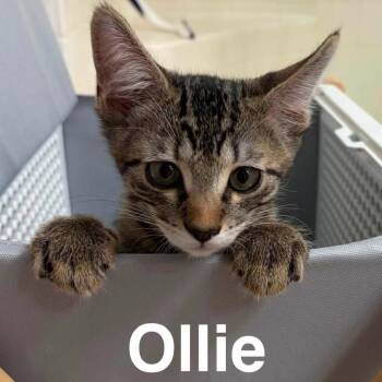 Ollie -  Domestic Short Hair Cat for Adoption in San Tan Valley, Arizona - Ollie | PetCurious