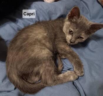 CAPRI -  Domestic Short Hair Cat for Adoption in Peoria, Illinois - CAPRI | PetCurious