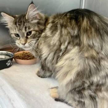 Mae-Mae -  Domestic Medium Hair Cat for Adoption in Concord, New Hampshire - Mae-Mae | PetCurious