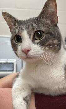 Rescue Domestic Short Hair Cats for Adoption in Fishers, Indiana - Lily | PetCurious