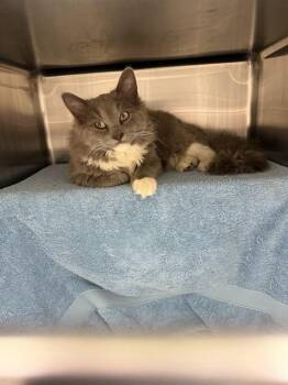 Domestic Long Hair and Domestic Short Hair Cats Available for Adoption in Omaha, Nebraska - SMOKEY | PetCurious