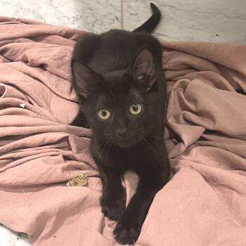 Rescue Domestic Short Hair Cats for Adoption in Wichita, Kansas - Angie | PetCurious