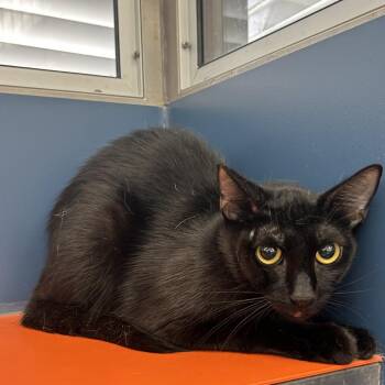 Selene -  Domestic Short Hair Cat for Adoption in Tulsa, Oklahoma - Selene | PetCurious