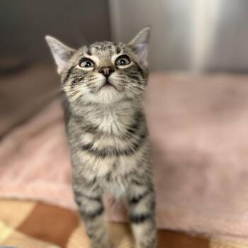 Martin -  Domestic Short Hair Cat for Adoption in Marshall, Virginia - Martin | PetCurious