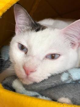 Domestic Short Hair Cats Available for Adoption in Elmsford, New York - Stormy - Available 5/16 | PetCurious