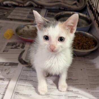 Bubbles in the Tub -  Domestic Short Hair Cat for Adoption in Boerne, Texas - Bubbles In The Tub | PetCurious
