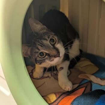 Miracle -  Domestic Short Hair Cat for Adoption in Titusville, Florida - Miracle | PetCurious
