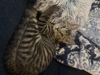 Tabby Cats Available for Adoption in Spring, Texas - Oscar - North Conroe Petsmart  | PetCurious