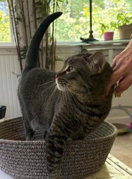 Toffee Ash -  Tabby Cat for Adoption in Cary, North Carolina - Toffee Ash | PetCurious