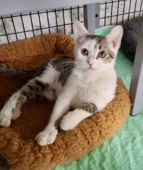 Balsam -  Domestic Short Hair Cat for Adoption in INDN HBR BCH, Florida - Balsam | PetCurious