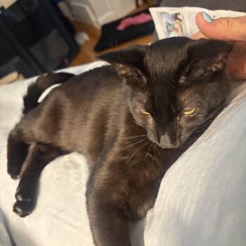 Andrew -  Domestic Short Hair Cat for Adoption in Albany, New York - Andrew | PetCurious