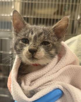 Turquoise Elfcup -  Domestic Short Hair Cat for Adoption in Vancouver, Washington - Turquoise Elfcup | PetCurious