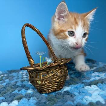 Wheat Penny -  Domestic Short Hair Cat for Adoption in San Antonio, Texas - Wheat Penny | PetCurious