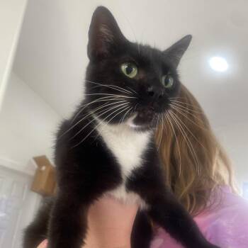 Faith -  Domestic Short Hair Cat for Adoption in Chapel Hill, North Carolina - Faith | PetCurious
