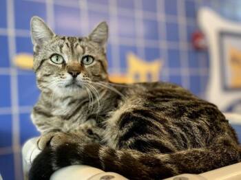 Cup Holder -  Domestic Short Hair Cat for Adoption in Austin, Texas - Cup Holder | PetCurious