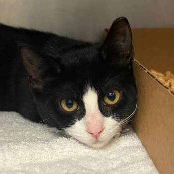 Mayhem -  Domestic Short Hair Cat for Adoption in Nashville, Tennessee - Mayhem | PetCurious