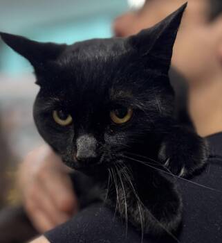 Toby -  Bombay Cat for Adoption - Toby | PetCurious