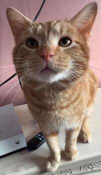 Domestic Short Hair Cats Available for Adoption - Swipe Right | PetCurious