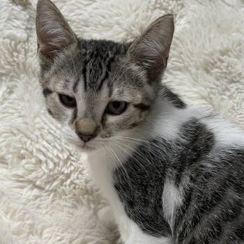Paris -  Tabby Cat for Adoption in Pasco, Washington - Paris | PetCurious