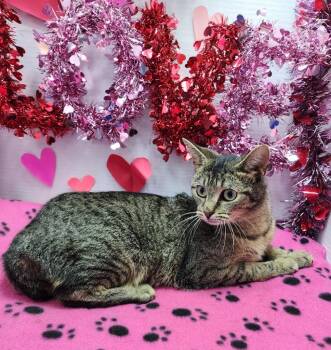 Domestic Short Hair Cats Available for Adoption - Joleen | PetCurious