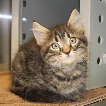Domestic Medium Hair Cats Available for Adoption in Yucca Valley, California - Gregory | PetCurious