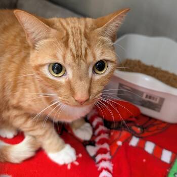 Colby -  Domestic Short Hair Cat for Adoption in Titusville, Florida - Colby | PetCurious