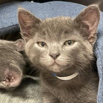 Tono -  Domestic Short Hair Cat for Adoption in Goleta, California - Tono | PetCurious