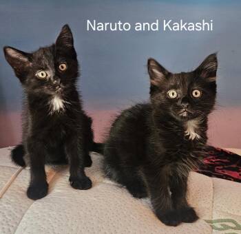 Naruto Z (Kakshi Z) -  Domestic Short Hair Cat for Adoption in Trenton, New Jersey - Naruto Z (Kakshi Z) | PetCurious