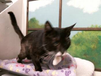HARLEY -  Domestic Short Hair Cat for Adoption in Houston, Texas - HARLEY | PetCurious