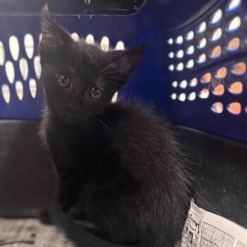 Donut -  Domestic Short Hair Cat for Adoption in Starkville, Mississippi - Donut | PetCurious