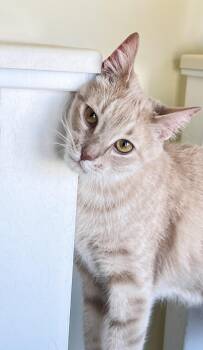 Kota -  Domestic Short Hair Cat Available for Adoption in St. Ignace, Michigan - Kota | PetCurious