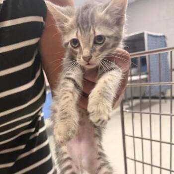 Dasher-C -  Domestic Short Hair Cat for Adoption in East St. Louis, Illinois - Dasher-C | PetCurious