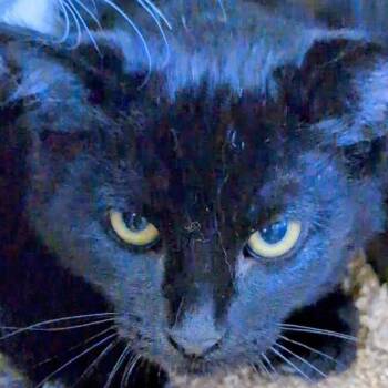 Sable -  Domestic Short Hair Cat for Adoption in Buffalo, Wyoming - Sable | PetCurious