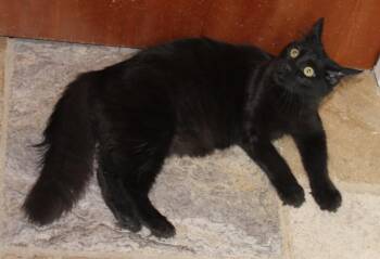 Pearl -  Domestic Long Hair Cat for Adoption in Sherwood, Oregon - Pearl | PetCurious