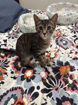Ziggy - KITTEN in foster -  Domestic Short Hair Cat for Adoption in Alexandria, Virginia - Ziggy - KITTEN In Foster | PetCurious