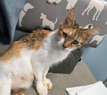 Cookie -  Domestic Short Hair Cat for Adoption in Buford, Georgia - Cookie | PetCurious