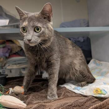 Domestic Short Hair Cats Available for Adoption - Sailor | PetCurious