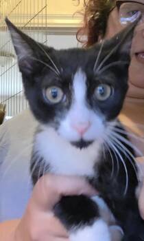 Harmonica -  Domestic Short Hair Cat for Adoption in New York, New York - Harmonica | PetCurious