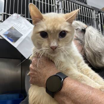 Rescue Domestic Short Hair Cats for Adoption in Idaho Falls, Idaho - Tuffy | PetCurious