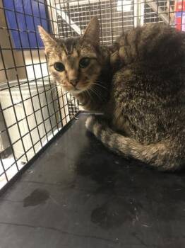 BEAN -  Domestic Short Hair Cat for Adoption in Conroe, Texas - BEAN | PetCurious